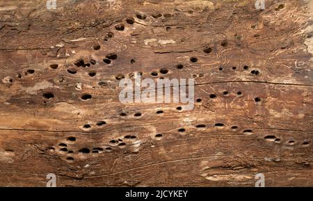 Nesting holes in an old dead tree trunk Stock Photo