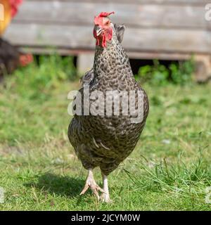 maran hen Stock Photo