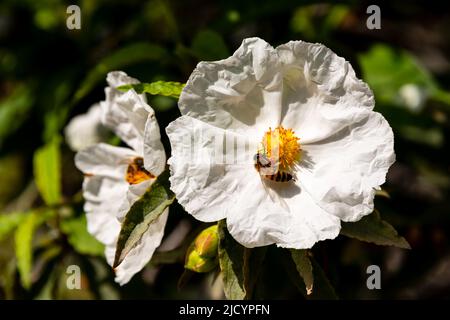 Blooming Franklin Tree In An Italian Garden In Tuscany Stock Photo