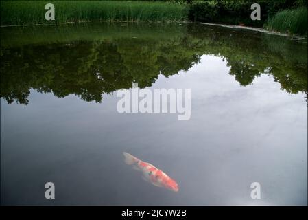 Wildlife koi fish swimming in the pond of a public park Stock Photo