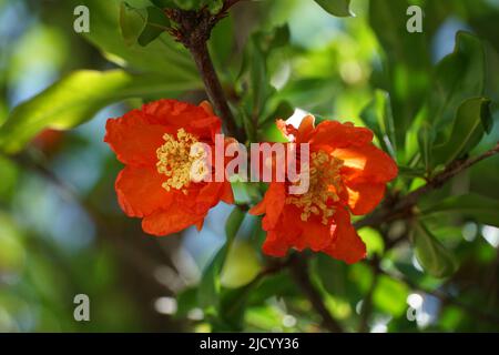 Organic pomegranate fruit tree flowering branch with two intensive red flowers between leaves on the treetop at early spring Stock Photo