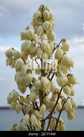 Mediterranean succulent plant of Yucca gloriosa white flowering branch in front of blue sky Stock Photo