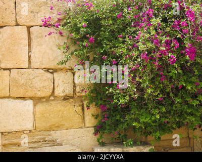 Bougainvillea Growing Against Ancient Wall at the Ruins of Sbeitia, Tunisia Stock Photo