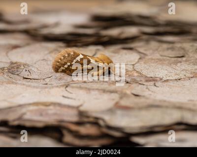 A common swift moth, Korscheltellus lupulina, resting on the bark of a tree. Stock Photo
