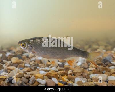 A roach, or rutilus roach, Rutilus rutilus, also known as the common roach, swimming in fresh water. Stock Photo