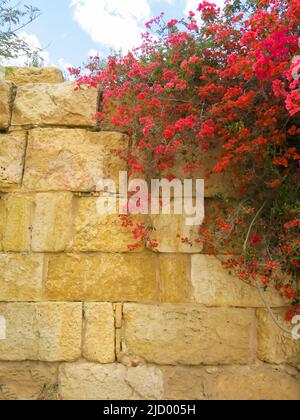 Bougainvillea Growing Against Ancient Wall at the Ruins of Sbeitia, Tunisia Stock Photo