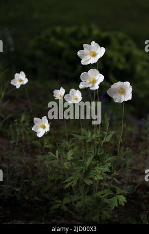 Tall white blooming spring flowers snowdrop anemone - Anemone sylvestris in botanical garden, Lithuania nature Stock Photo