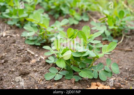 Peanut plant field. There are droplets on the leaves of the peanut plant after the rain. Agriculture and food industry Stock Photo