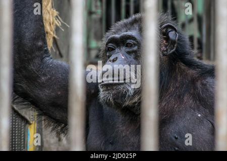 Lonely monkey in the zoo cage Stock Photo