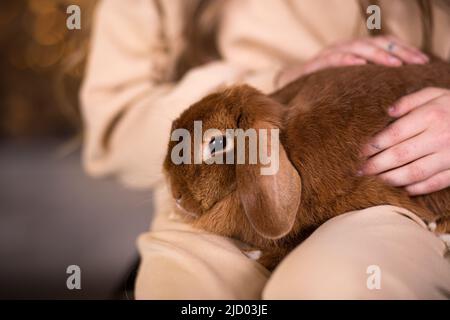 A cute red-haired lop-eared rabbit is sitting on the girl's lap. Close-up, children's hands gently hug a rabbit Stock Photo
