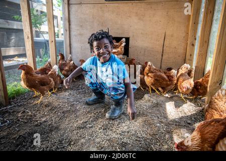 Child in chicken run Stock Photo