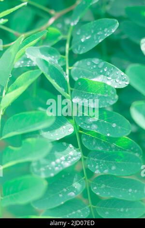 green acacia leaves with rain drops, soft focus. Beautiful vegetal leafy vertical background. Stock Photo