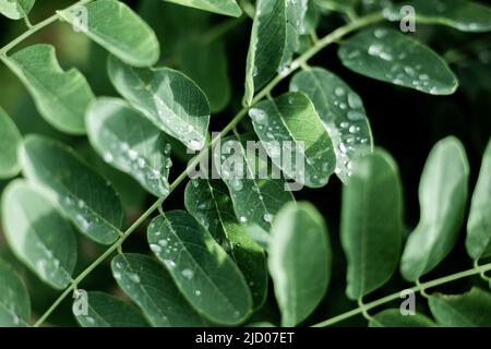 green acacia leaves with rain drops. Beautiful vegetal deciduous dark background. Stock Photo