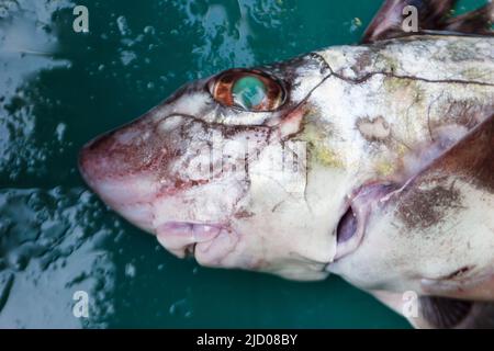 A look at life in New Zealand. Dark Ghost Sharks (Hydrolagus novaezealandiae), freshly landed on a Commercial inshore Trawler. Stock Photo