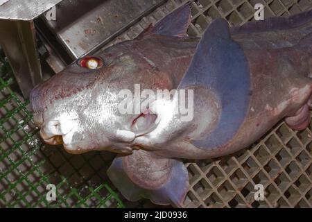 A look at life in New Zealand. Deep-sea fish: Purple Chimaera (Hydrolagus purpurescens). Caught on a deep-sea trawler. Stock Photo