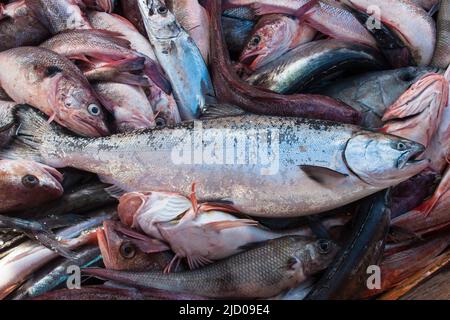 A look at life in New Zealand. Haul from trawl net on a commercial fishing trawler. Chinook Salmon bycatch. Stock Photo