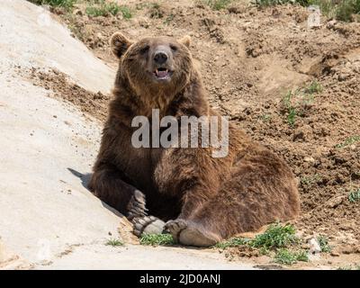 A Grizzly Bear relaxes at The Wild Animal Sanctuary after having been rescued from a sad and lonely life Stock Photo