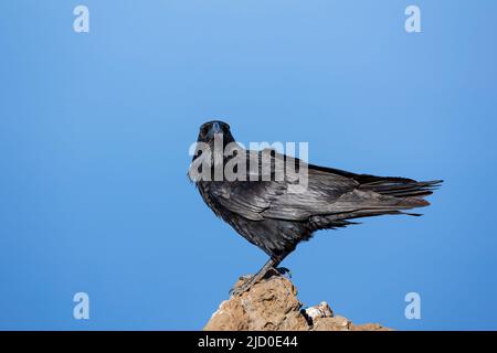 Portrait of black common raven on a rock, with the background of a blue sky, photographed on the island of La Palma, Canary Islands. Stock Photo