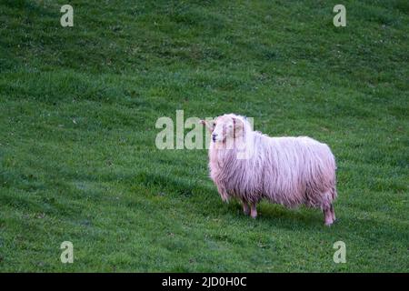 an adult male sheep with wool still unshorn, lone white ram in a green meadow, with abundant white wool and large rolled horns with copy space Stock Photo