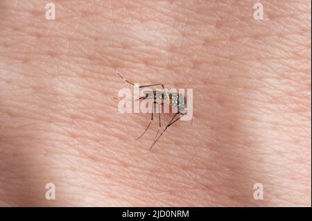 One dead mosquito on human skin background close up view Stock Photo