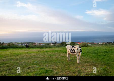 young black and white dairy cow standing in field on the island of Faial in the Azores of Portugal green grass blue sky and the sea in the background Stock Photo