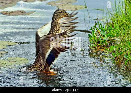 A female mallard duck (Anas platyrhynchos), flapping her wings as she walks from the water to the grassy shore on a calm lake in rural Alberta Canada Stock Photo
