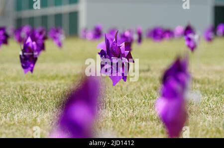 https://l450v.alamy.com/450v/2jd1412/st-louis-united-states-17th-june-2022-purple-pinwheels-spin-on-the-lawn-of-the-federal-bureau-of-investigation-office-in-st-louis-on-world-elder-abuse-awareness-day-thursday-june-16-2022-273-purple-pinwheels-have-been-planted-in-front-of-the-fbi-for-public-display-through-the-end-of-june-each-pinwheel-represents-10-substantiated-cases-of-elder-abuse-in-the-eastern-district-of-missouri-in-2021-photo-by-bill-greenblattupi-credit-upialamy-live-news-2jd1412.jpg