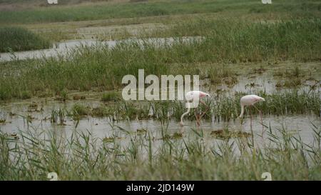 Pink flamingo fishing in a green swamp. Migration Red flamingo birds feeding in marsh land. Stock Photo