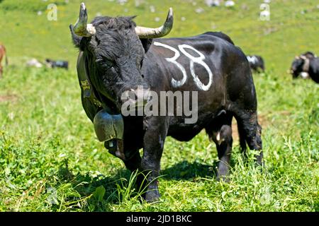 Cow of the Herens cattle breed, also Eringer cow,at a cow fight, Alp Odonne, Ovronnaz, Valais, Switzerland Stock Photo