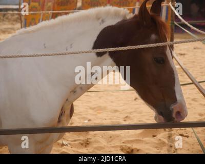 Horse tied by rope in indian village rural area. Horses are domesticated animal in India and use for travel in countryside village and rural areas. Stock Photo