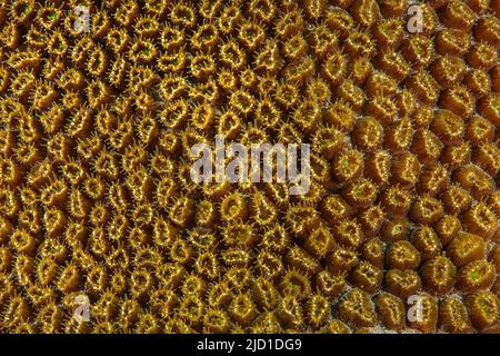 Close-up of opening polyps of great star coral (Montastrea cavernosa), Caribbean, Grenada Stock Photo