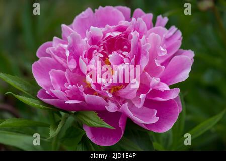 Flower of a peony (Peonia), Bavaria, Germany Stock Photo