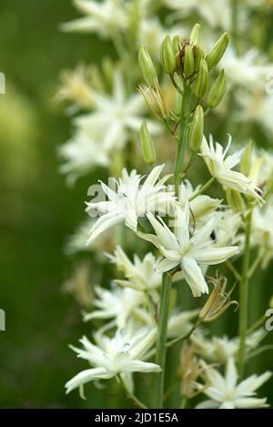 Nodding milk star (Ornithogalum nutans), Botanical Garden, Erkangen, Middle Franconia, Bavaria, Germany Stock Photo