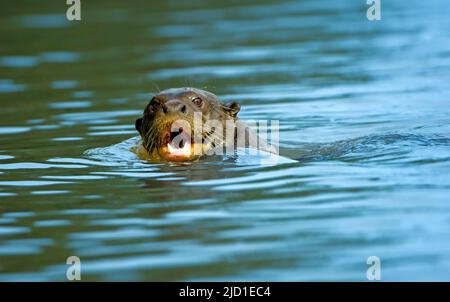 Giant otter (Pteronula brasiliensis), Pantanal, Brazil Stock Photo