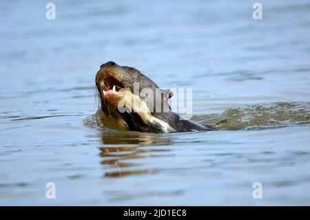 Giant otter (Pteronula brasiliensis), Pantanal, Brazil Stock Photo