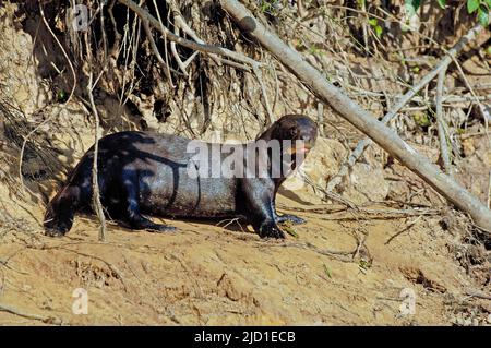 Giant otter (Pteronula brasiliensis), Pantanal, Brazil Stock Photo