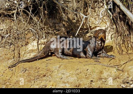 Giant otter (Pteronula brasiliensis), Pantanal, Brazil Stock Photo