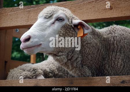 Sheep sticking head through wooden fence Stock Photo