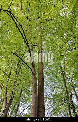 European beech (Fagus sylvatica), view into the treetops with fresh green leaves, North Rhine-Westphalia, Germany Stock Photo