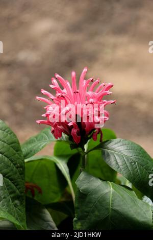 Beautiful Brazilian Blume flowers in nature background Stock Photo