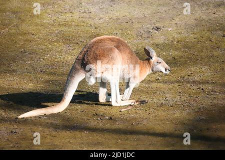 red kangaroo from the berlin zoo. interesting to watch these animals Stock Photo - Alamy red kangaroo from the berlin zoo. interesting to watch these animals Stock Photo - Alamy