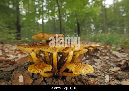 Group Goldfell-Schueppling (Pholiota aurivella) In the forest in Eppstein, Taunus, Hesse, Germany Stock Photo