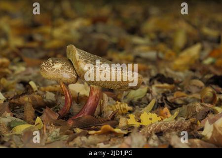 Two red cracking bolete (Xerocomus chrysenteron) in Eppstein, Taunus, Hesse, Germany Stock Photo