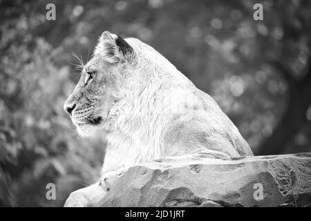Lioness in white with lying on a rock. Relaxed predator. Animal photo of the big cat. Stock Photo
