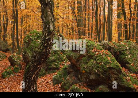 Autumn forest with bent birch trunk, mossy rocks and leaves in autumn, Eppstein, Taunus, Hesse, Germany Stock Photo
