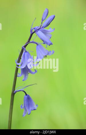 Atlantic bluebell (Hyacinthoides non-scripta) in Hofheim, Taunus, Hesse, Germany Stock Photo