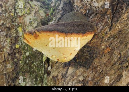 Shaggy bracket (Inonotus hispidus) in Wildsachsen, Hofheim, Taunus, Hesse, Germany Stock Photo