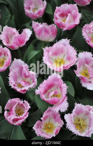 Tulipa Oviedo Fringed 7 Oviedo Tulip White Flowers Pink Margins tulipa-oviedo-fringed-7-oviedo-tulip-white-flowers-pink-margins
