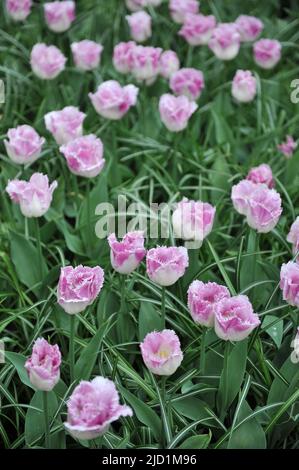 Tulipa ‘Oviedo’ Fringed 7 Oviedo tulip - white flowers, pink margins ...