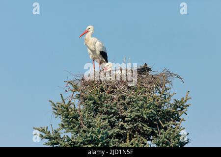 Pair of white storks in the nest during the breeding season, the female sits on the brood and the male stands at the edge of the nest, spring, Oetwil Stock Photo